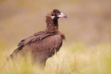 A cinereous vulture (Aegypius monachus) resting in a meadow in the Spanisch mountains.