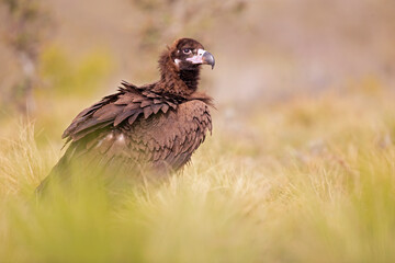 A cinereous vulture (Aegypius monachus) resting in a meadow in the Spanisch mountains.