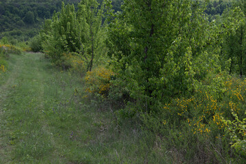 flower, spring, nature, blue, plant, green, purple, flowers, meadow, summer, bloom, macro, beautiful, beauty, blossom, grass, flora, garden, floral, petal, wild, veronica, leaf, closeup, violet
