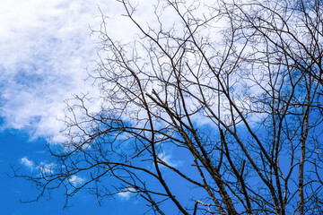 Trees and tree branches Dry branches against a brightly colored sky background