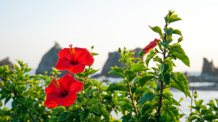 海を背に美しく咲く二輪のハイビスカスの真っ赤な花
