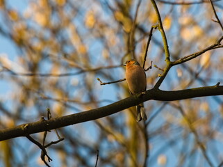 The common chaffinch (Fringilla coelebs). Chaffinch on a branch. Small song bird on a branch.