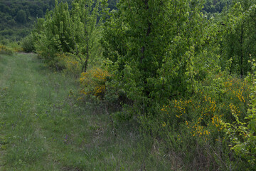 flower, spring, nature, blue, plant, green, purple, flowers, meadow, summer, bloom, macro, beautiful, beauty, blossom, grass, flora, garden, floral, petal, wild, veronica, leaf, closeup, violet