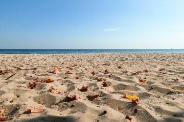 An idyllic view on an empty beach in Gdynia, Poland, with calm Baltic Sea in the back. There are colorful tree leaves on the sand. Change of seasons. Golden autumn. Serenity and calmness