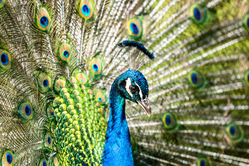 Peacock