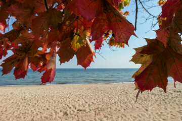 An idyllic view on a colorful trees on the beach in Gdynia, Poland, with calm Baltic Sea in the...