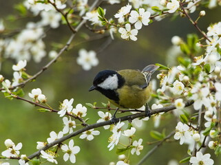 Great tit (Parus major) on a branch. Small bird among the white flowers