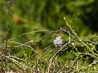 Eurasian tree sparrow (Passer montanus), sparrow sitting on a branch