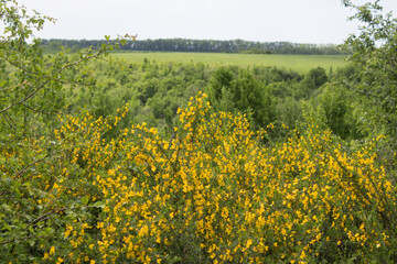 flower, spring, nature, blue, plant, green, purple, flowers, meadow, summer, bloom, macro, beautiful, beauty, blossom, grass, flora, garden, floral, petal, wild, veronica, leaf, closeup, violet