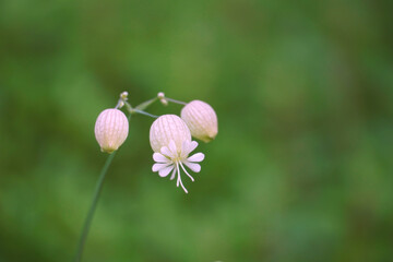 Flowering weed on the green blurred background