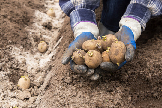 Farmer hands with seed sprouts potatoes in soil in garden. Growing organic vegetables, agriculture. Sowing potato