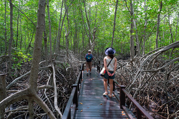 people walking on wooden trail in mangrove forest
