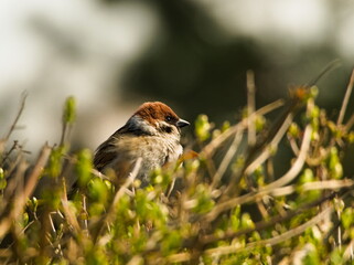 Eurasian tree sparrow (Passer montanus), sparrow sitting on a branch
