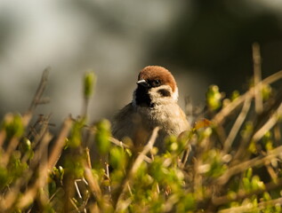 Eurasian tree sparrow (Passer montanus), sparrow sitting on a branch