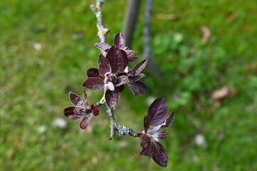 Close-up of dark red leaves old tree