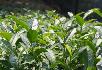 Tea plants growing on a plantation near Hangzhou, China