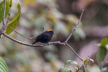 Golden-naped finch (Pyrrhoplectes epauletta) at Mishmi hills, Arunachal Pradesh, India
