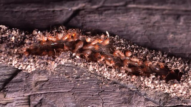 4k Close up shot, Termite Workers,  Small termites, Termites workers repairing a tunnel on Tree.