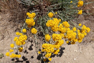 Yellow California Wildflowers on a Semi-Arid Hill