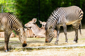 Fototapeta na wymiar 2 zebras