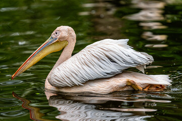 Pelican