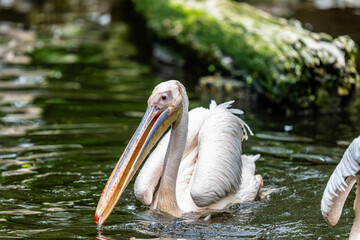 Pelican