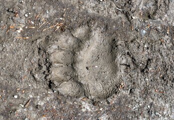 traces of bear on the ground