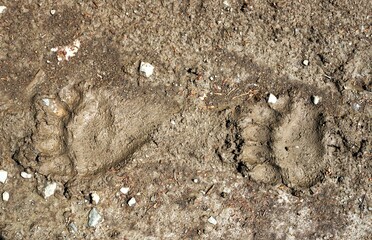 traces of bear on the ground