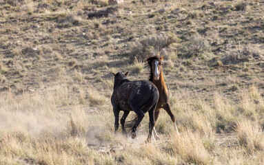 Wild Horse Stallions Fighting in the Utah Desert