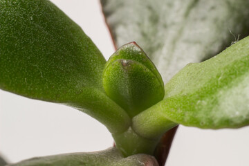 closeup of the growth of crassula green money tree at home
