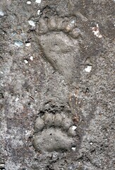 traces of bear on the ground