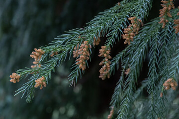 Catkins of Cryptomeria japonica sinensis standing out against a dark background
