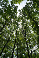 Tree forest up to sky sun      
