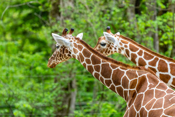 2 Giraffes