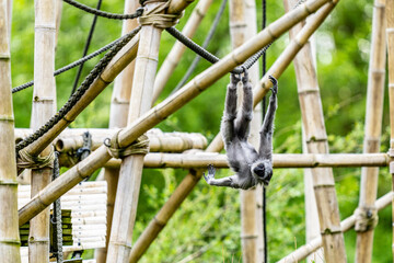 Ape swinging on a rope

