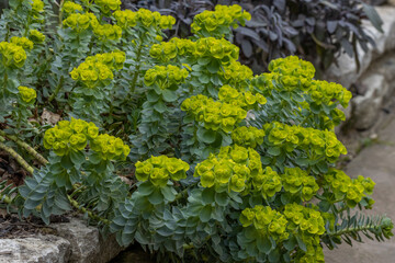 Euphorbia myrsinites spreading over wall with yellow spring flowers