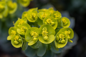 Close up macro shot of Euphorbia myrsinites flower