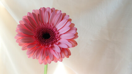 pink gerber flower