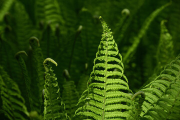 Green young fern grows in nature in spring against a green background