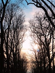 Gloomy looking trees in the winter sunlight