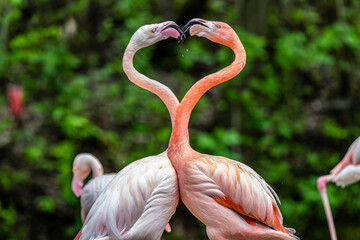 Flamingo Heart