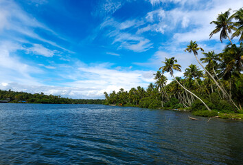 Backwater with palm trees