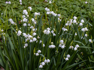 Mass of white Leucojum aestivum pulchellum flowers in spring