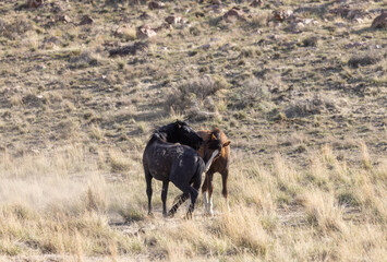 Wild Horse Stallions Fighting in the Utah Desert