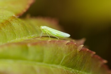insect Empoasca vitis pidikřísek on a leaf