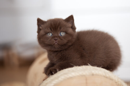 Extram niedliches Katzenbaby BKH Kitten ganz vertr&auml;umt