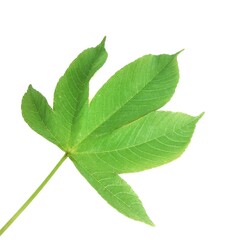 Fototapeta premium green leaf isolated on white