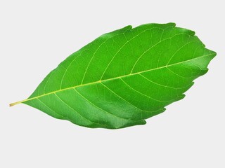Obraz premium green leaf isolated on white