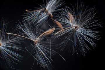 Brightly lit Pelargonium seeds, with fluffy hairs and a spiral body, are reflected in black perspex. Geranium seeds that look like ballerina ballet dancers. Motes of dust shine in the background like