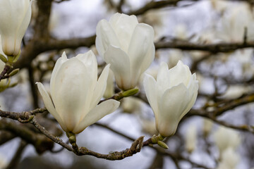 Close up of creamy white Magnolia denudata Giubiasco flowers in spring